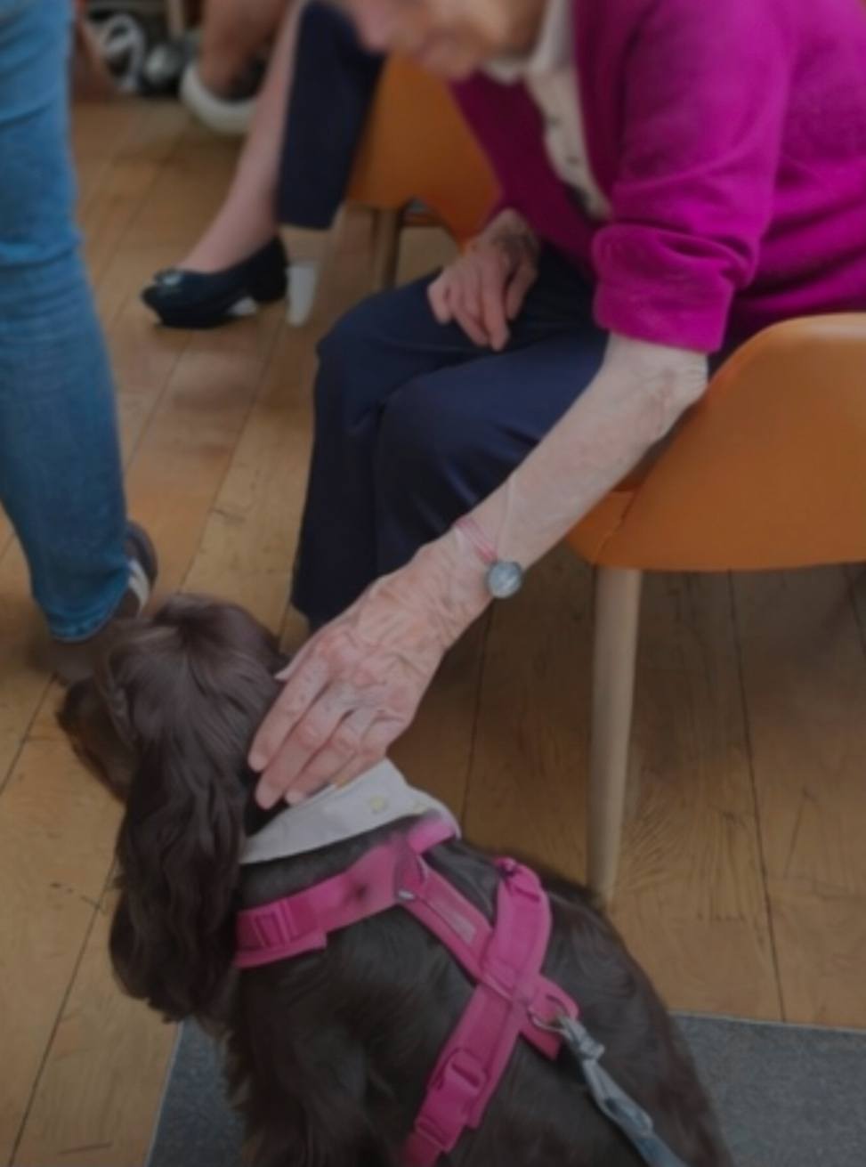 Défilé des chiens à la résidence Ger Home